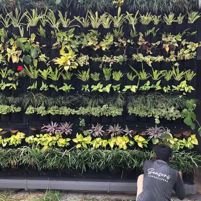 My team member meticulously tends to a large vertical garden. This kind of detailed work, including pruning and replacing plants, is what keeps a living wall looking lush and vibrant.
