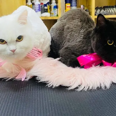 It was a full house with these three beauties. We gave them all summer cuts to keep them cool and reduce shedding, finishing with pretty pink bows.