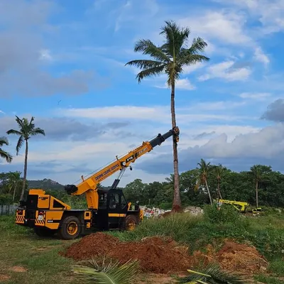 A tall coconut palm tree is carefully lifted by a crane against a clear blue sky, ready for transplantation. This image showcases the scale of trees I can move to create immediate impact in a new landscape.