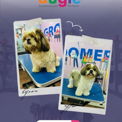 Another paw-some transformation from shaggy to snazzy! This little one came in for a full grooming session and left looking like a whole new pup. We love giving them a fresh, comfortable, and adorable new look.