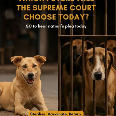 The choice is clear: a happy, healthy dog living peacefully in its community, or a sad, frightened dog behind bars. We advocate for the only humane and scientific solution: Sterilize, Vaccinate, Return. This approach is backed by law and is the most effective way to manage street animal populations and prevent rabies.