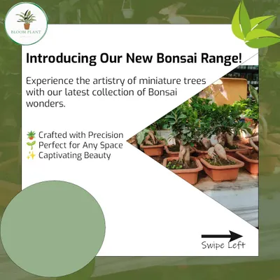 I'm excited to introduce my new Bonsai range. Each miniature tree is a captivating work of art, crafted with precision and perfect for adding a touch of elegance to any room.