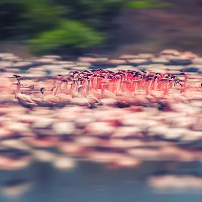 "Flamingo Frenzy," my signature artistic piece, captures the chaotic energy of a courtship dance. This award-featured photograph is a perfect example of how I use the camera as a paintbrush to show movement and emotion.