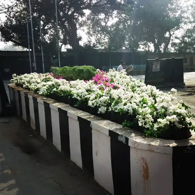 Setting up road islands is fun. For this public beautification project, we filled a road divider with flowering white Bougainvillea and Jasmine, creating a pleasant view for commuters.