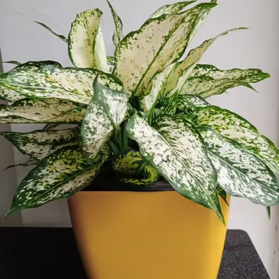 Would you like a plant that is known for purifying the air in your home? This is an Aglaonema, or Chinese Evergreen, which features beautiful variegated leaves. It's a great choice for an indoor plant that adds a touch of nature while helping to clean the air you breathe.