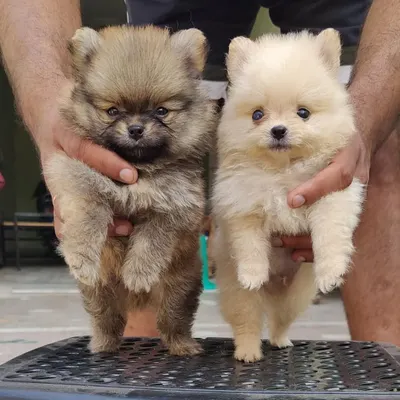 I have these adorable Toy Pomeranian puppies available in two different colors. Both have the signature fluffy coat and tiny size that make them such popular and portable companions.