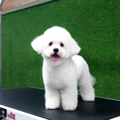 This Bichon Frise is the picture of perfection after a full groom. Achieving this perfectly shaped, velvety finish requires patience and expert scissor work.