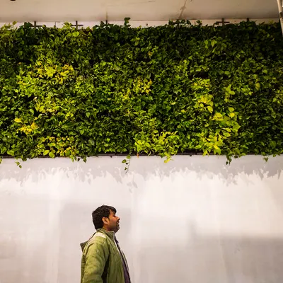 For the Auto Expo 2023 in Pragati Maidan, I designed and installed this large living wall to create a fresh and green environment for the event stall. It shows how plants can make commercial spaces more inviting.
