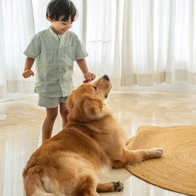 A boy and his best friend. This candid moment of Sumer gently brushing his Golden Retriever, Ziggy, shows the sweet, everyday interactions I love to capture. It's these simple acts of care that build a lifelong bond.