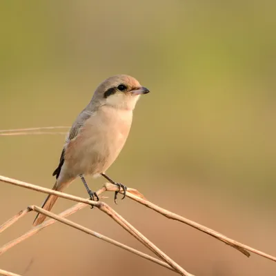 A rare sighting of an Isabelline Shrike in Navi Mumbai. This migratory visitor, also known as a 'butcher bird', has a fascinating habit of impaling its prey.