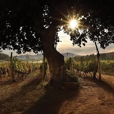 This old tree stands as a silent guardian over our vineyards, having witnessed generations of winemaking. Its presence is a reminder of our deep roots and the legacy we continue to build upon this land.
