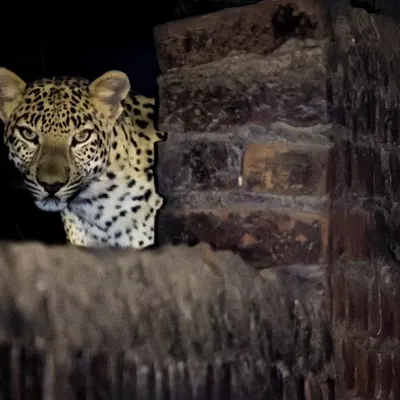 An urban leopard peers from behind a brick wall, a stark illustration of how closely these big cats live to human settlements in Gurgaon.