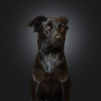 Hello to this majestic indie, Toi Toi! Isn't she stunning? A classic studio portrait like this allows your pet's natural beauty and soulful eyes to take center stage.