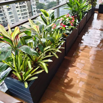 A long view of a balcony garden project, showing a line of sleek, dark planters filled with Cordyline and other foliage plants to create a lush border.