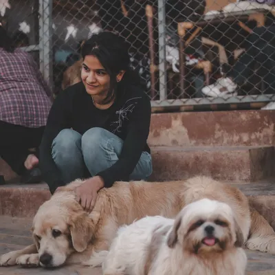 A visitor sits on the steps, sharing a calm moment with a Golden Retriever and a fluffy Shih Tzu.
