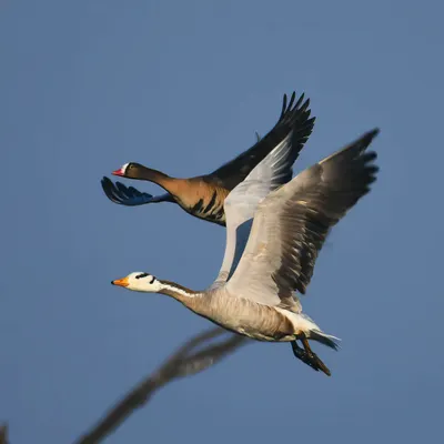 A fantastic comparison shot of a Lesser White-fronted Goose flying alongside the more common Bar-headed Goose. This image is great for identification and shows two migratory species sharing the sky.