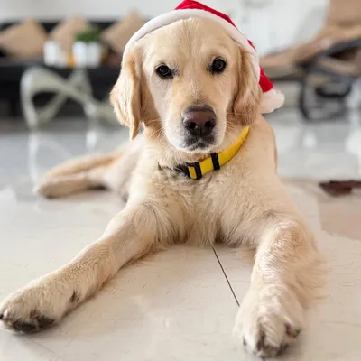 This is Buddy, a handsome 2-3 year old retriever. He is looking straight into the camera, wearing a festive Santa hat, ready to find his forever family for the holidays and beyond.