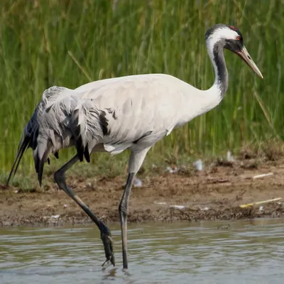 The Eurasian Crane, known locally as 'Kunj' in Gujarat, is a majestic winter visitor. Standing tall in the water, its elegant form and black-and-white head pattern make it a classic subject for wetland photography.