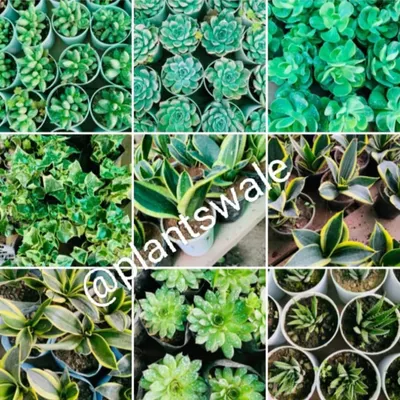 A collage showing the beautiful textures and shapes of our succulent collection, including Echeveria, Haworthia, and Snake Plants.