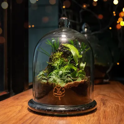 This cloche terrarium, with its lush green landscape built around a piece of lava rock, is a perfect example of a self-contained world. The glass dome protects the plants and creates a stable, humid environment.