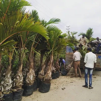 This is from a large palm plantation project we completed for the Indian Oil Corporation in Bangalore. We sourced, transported, and planted rows of palms to create a green avenue.