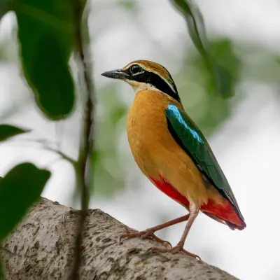A beautiful Indian Pitta, shared to celebrate National Wildlife Day and the importance of conservation.