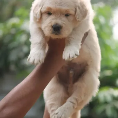 This Golden Retriever male puppy is a perfect example of show-quality. He has a great head shape, heavy bone structure, and a beautiful golden coat.