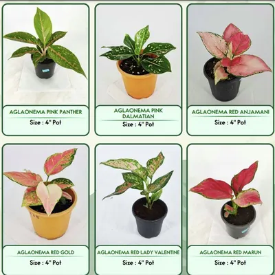 I am always expanding my collection with beautiful varieties. This image shows some of the Aglaonema types I offer, known for their stunning and colorful leaves. They are excellent, low-maintenance indoor plants.