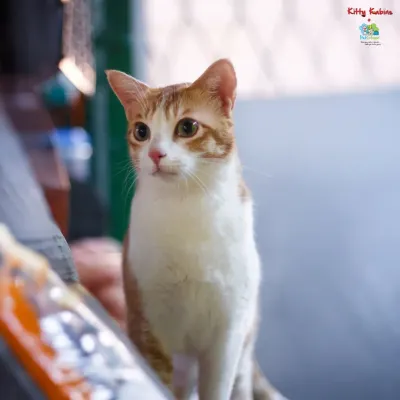 This beautiful ginger and white cat is one of our lovely guests at Kitty Kabins, our dedicated cat boarding facility.