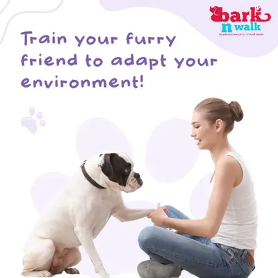 The goal of training isn't to change your dog's personality, but to help them adapt to our human world. We teach them how to navigate your environment confidently and happily, strengthening the bond you share.