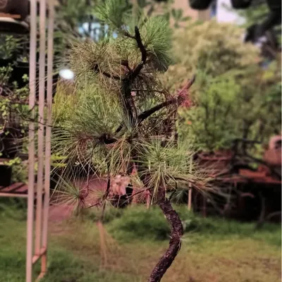 A delicate White Pine bonsai in the making. We are carefully shaping this tree, a process that requires years of patience and skill to achieve the perfect form.