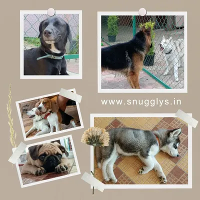 A collage showcasing the wonderful variety of dogs that stay with me, including a Great Dane, German Shepherd, Beagle, Pug, and Husky.