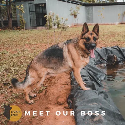 Meet Eva, the boss. This is her inn. She's standing proudly by the pool she had built for all her friends to enjoy. This facility was designed with a dog's happiness as the top priority.