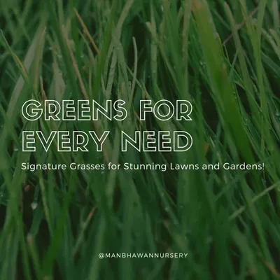 A lush green lawn is the foundation of many beautiful gardens. I provide a variety of signature grasses to meet any need, ensuring you get the perfect turf for your lifestyle and aesthetic.