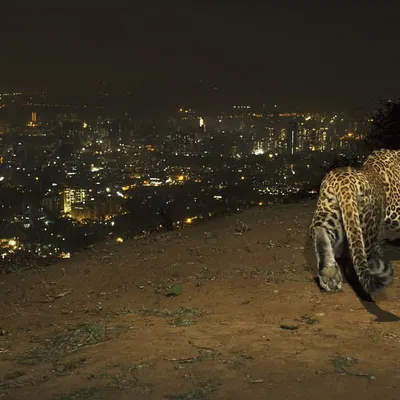A leopard pauses on a ridge, the lights of Mumbai sprawling below. This image encapsulates the core of my urban wildlife project, showing the stark juxtaposition of a wild predator against a metropolis of over 20 million people.