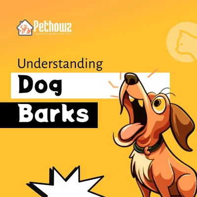 Every bark has a meaning, and understanding them can transform your relationship with your dog. We help you decode the different types of barks, from joyful greetings to alert signals, so you can better understand your dog's needs.