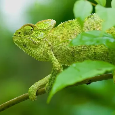 The Indian Chameleon, or Girgit, a quick-change artist and insect-eating machine. Supremely gifted by evolution, this lizard holds the human observer spellbound with its oddity and grace.