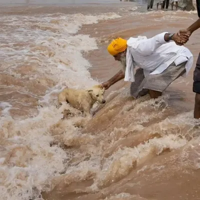 A closer look at the flood rescue in Amritsar. This is the compassion our country should never lose. A moment of hope amidst disaster.