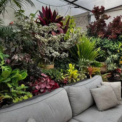 A view of a lush terrace garden in Bangalore, designed to feel like you are enveloped by nature. The grey sofa becomes a comfortable nook nestled within a vibrant, multi-layered wall of tropical plants, creating a perfect urban jungle escape.