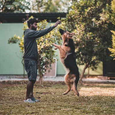 Keeping training fun is key. Here, a German Shepherd leaps to catch a treat, turning a simple reward into an engaging game that reinforces commands and builds enthusiasm.