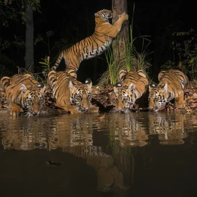 A tigress teaches her cubs to navigate their world, here seen drinking at a waterhole while one cub practices climbing. Protecting corridors is essential for such families to find new territory as the cubs mature.
