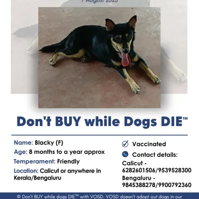 Meet Blacky, a friendly 8-month-old female looking for her forever home. She is vaccinated and ready to bring joy to a family in Kerala or Bengaluru. Please share to help her find one.
