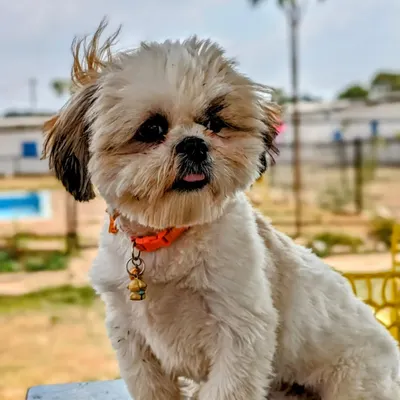 A perfect "after" photo. This Shih Tzu is looking fresh and happy after a full grooming session, including a breed-specific haircut that is both stylish and easy to maintain.