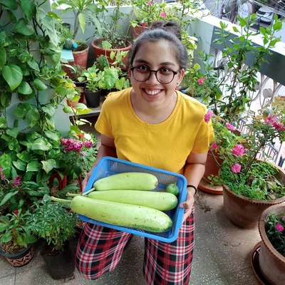 Another proud harvest moment with these beautiful bottle gourds, grown right on my terrace. There is nothing more satisfying than cooking with vegetables you have grown yourself.