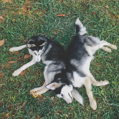 Husky pups Harry and Daisy chilling and playing together after a training session. I make sure puppies get plenty of safe playtime to learn good social skills.