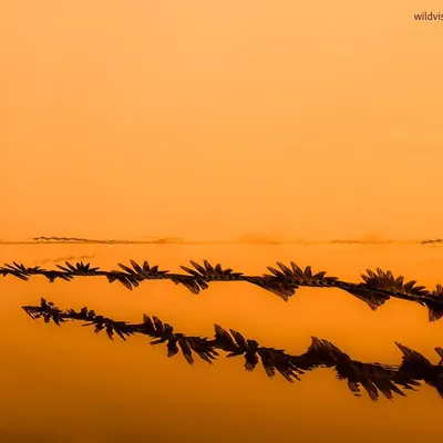 An ornithograph capturing the flight path of swallows against a serene orange sunset over Najafgarh Lake.