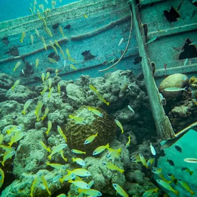 Our first dive at Gaafaru is often a wreck dive. Here, the decaying structure of a sunken boat is now home to schools of yellow fish, showing how nature quickly reclaims these underwater structures.