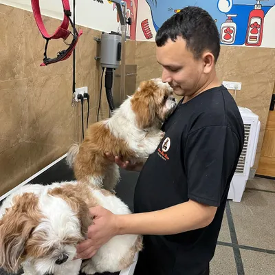 A handler sharing a sweet moment with two Shih Tzus during their grooming session. I make sure grooming is a positive and stress-free experience.