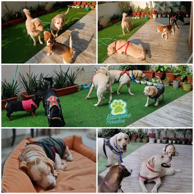 This collage captures the essence of Pawsome Paradise. You can see dogs playing in the yard, napping peacefully, and socializing with friends of all breeds.