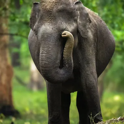 An absolutely adorable young elephant, its trunk curled up in a playful gesture. I captured this in very low light, but the high ISO allowed me to freeze this moment of pure charm.